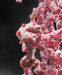 Pygmy Sea Horse

Taken in major current

L&M Tetra Ho... by Scott Brauninger 